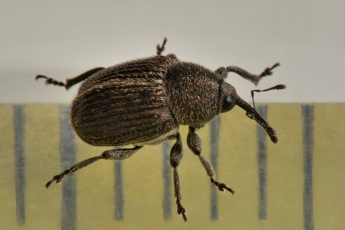 Curculionidae: Cleopomiarus graminis